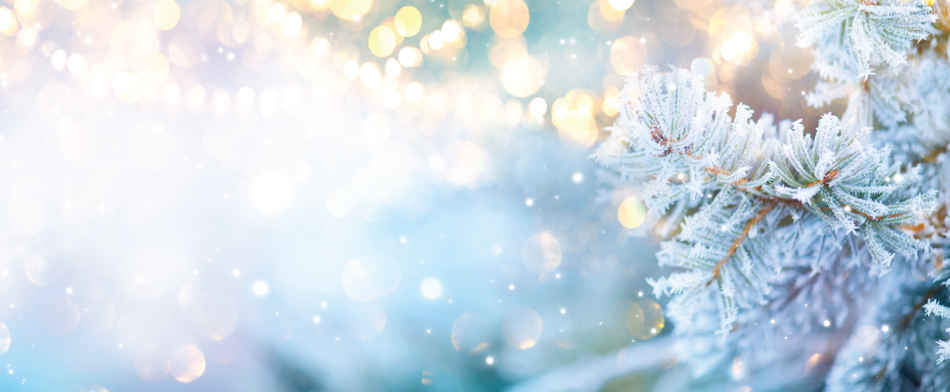 frost covered pine needles with string lights