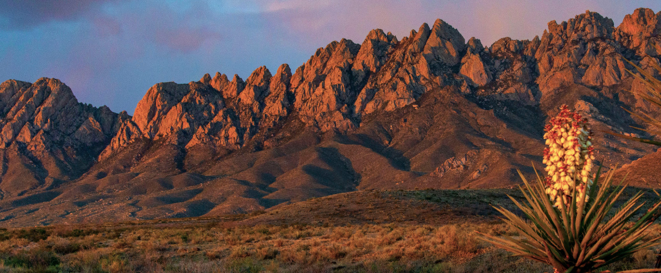 Organ mountains with yucca in foreground